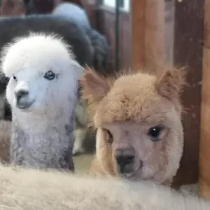 https://bb-canossalpaca.emilia-romagnahotels.net
